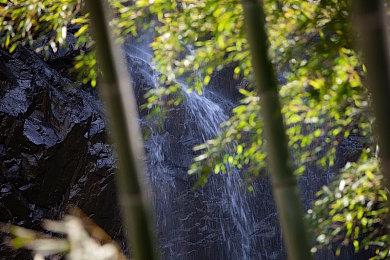 《猛兽派对》宣布将和《奥日》进行联动